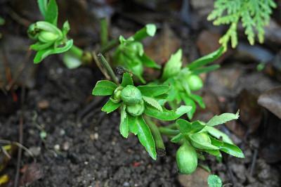 viridis7428.jpg