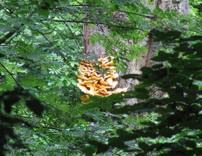 IMG_0132_Pilz_Schlosspark_Wiesenburg_10Juni2017_.jpg