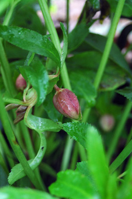 doublegreen7436.jpg