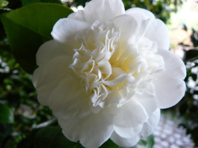 Nobilissima07.jpg