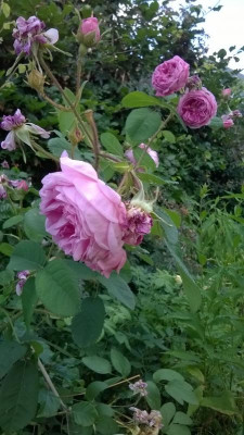 WP_20170624_026.jpg