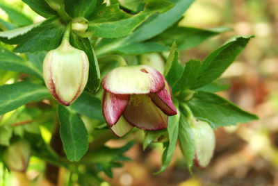 Helleborus-picotee-Januar-k.jpg