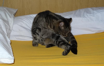 liese17.jpg