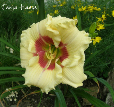tanja haase.JPG