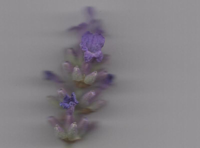 Scan81.jpg