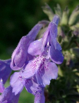 07100012_eNepeta_sibirica.JPG
