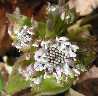 Petasites07a.jpg