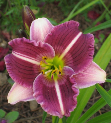IMG_7943 Hemerocallis Little Trooper.jpg