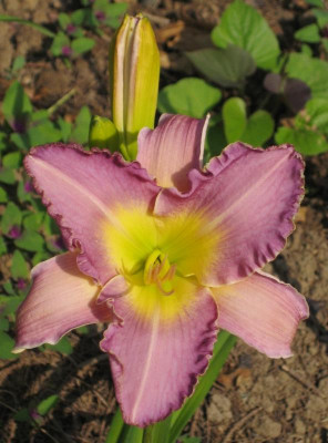 IMG_7970 Hemerocallis Blue Nile.jpg