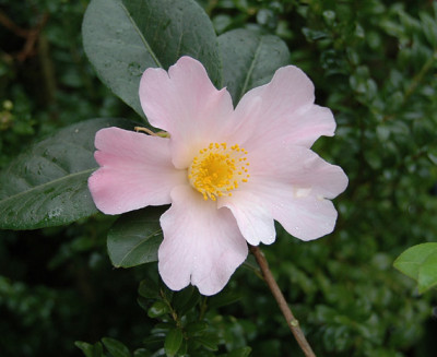 Dagmar-Berghoff.jpg