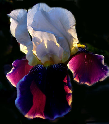 Christinas-Iris.jpg