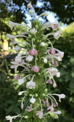 Morina longifolia 06-2017.jpg