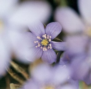 Hepatica_nobilis_quadratisch.jpg