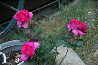 DSC06507.JPG