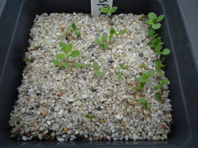 Hesperis matronalis Germination June 2017.JPG