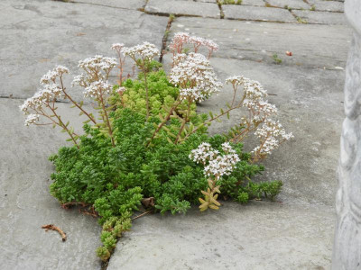 DSCN0241.JPG