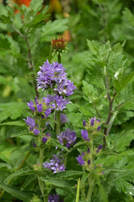 Campanula_glomerata.17-2.jpg