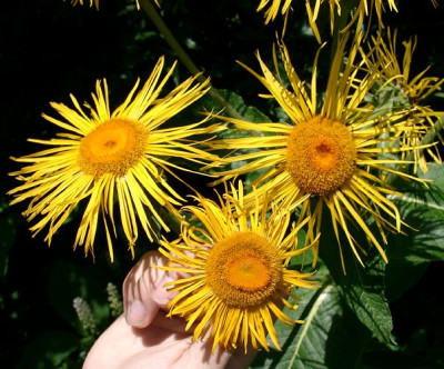 07110006_eInula_magnificaTelekia_speciosa-Blute.JPG