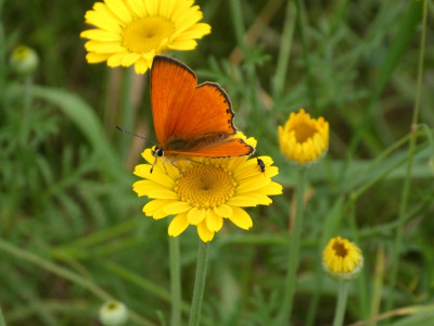 Lycaena virgaurea 1 170624.jpg