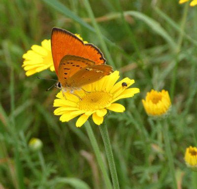 Lycaena virgaurea 2 170624.jpg