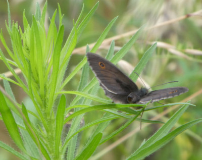 Mohrenfalter 170624.jpg