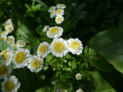 Matricaria gefüllt 1 170525.jpg