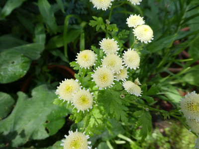 Matricaria gefüllt 2 170525.jpg