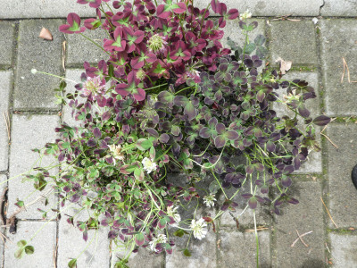 Trifolium repens dreierlei.jpg