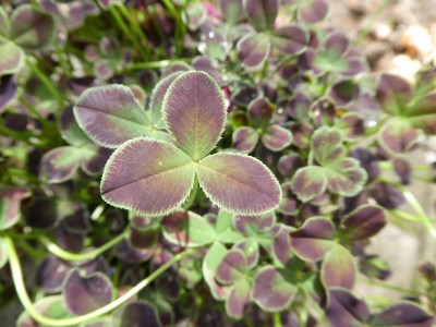 Trifolium repens eins.jpg