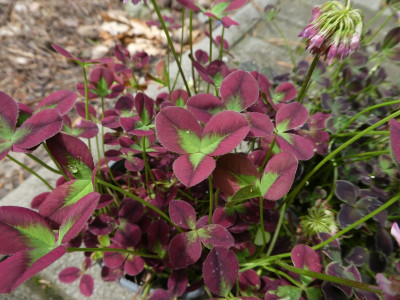 Trifolium repens zwei.jpg