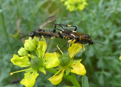 Inflagranti 2 170624.jpg