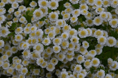 Tanacetum_parthenium-Pleniflorus.17-1.jpg