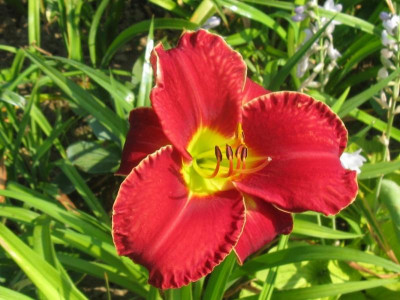 red grace4_1067x800.JPG