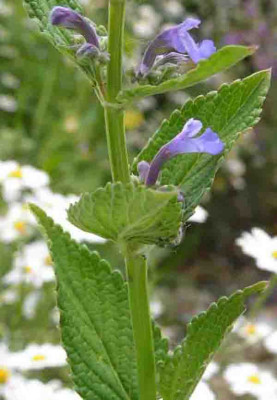 Nepeta_sp.jpg