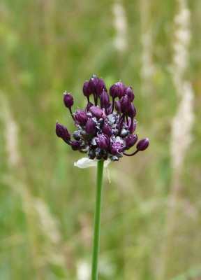 2017-06-25 Allium scorodoprasum 'Passion'.jpg