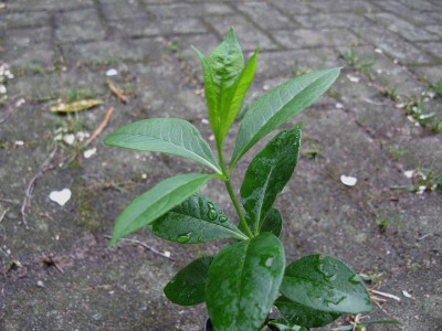 Phlox dreiwirtelig.JPG