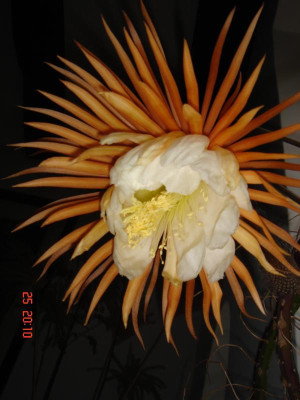 001.JPG