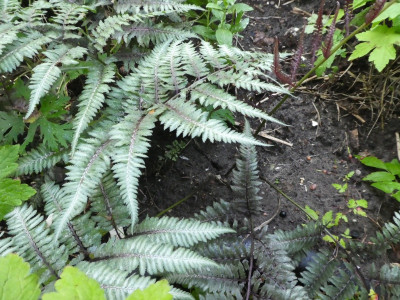 Anthyrium nipponicum 170625.jpg