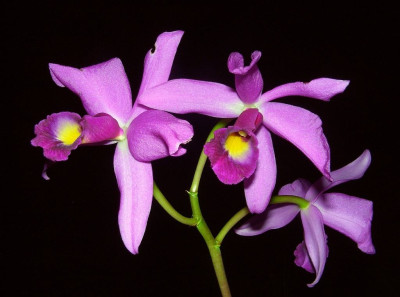 Cattleya_07-01.jpg