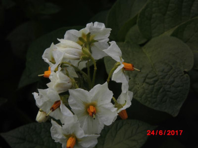 DSCI0984.JPG