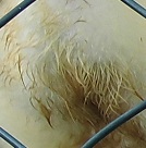 DSCI0976.JPG