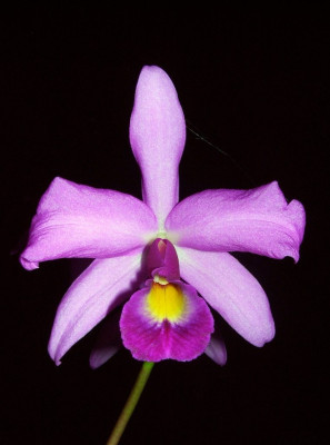 Cattleya_07-02.jpg
