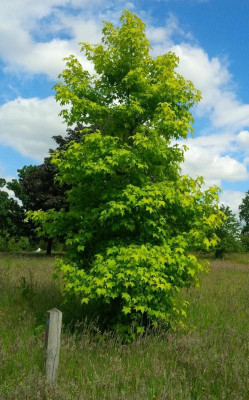 Liquidambar Schocks Gold.jpg