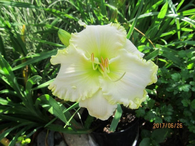 IMG_4488 small.jpg