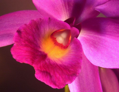 Cattleya_07-03.jpg
