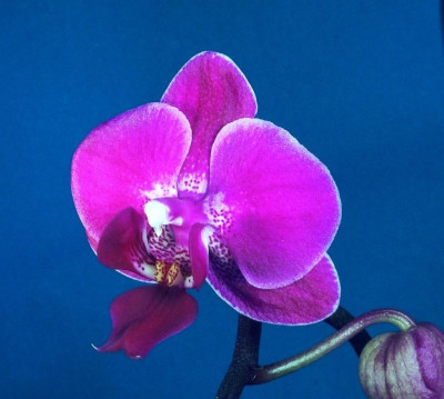 Phalaenopsis_07-01.jpg