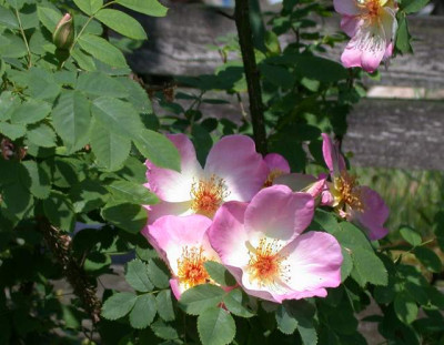 DSCN0155001.jpg