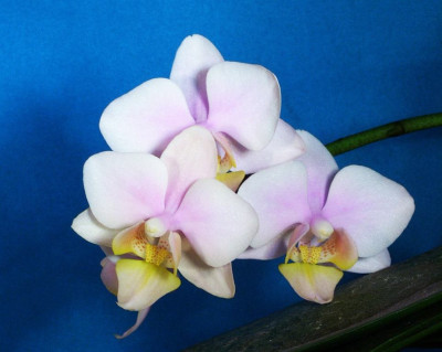 Phalaenopsis_Anthura_Madrid.jpg