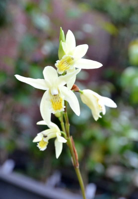 Bletilla.17-1.jpg