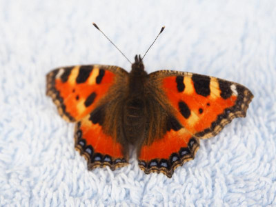 Aglais urticae Kleiner Fuchs P7260019.JPG